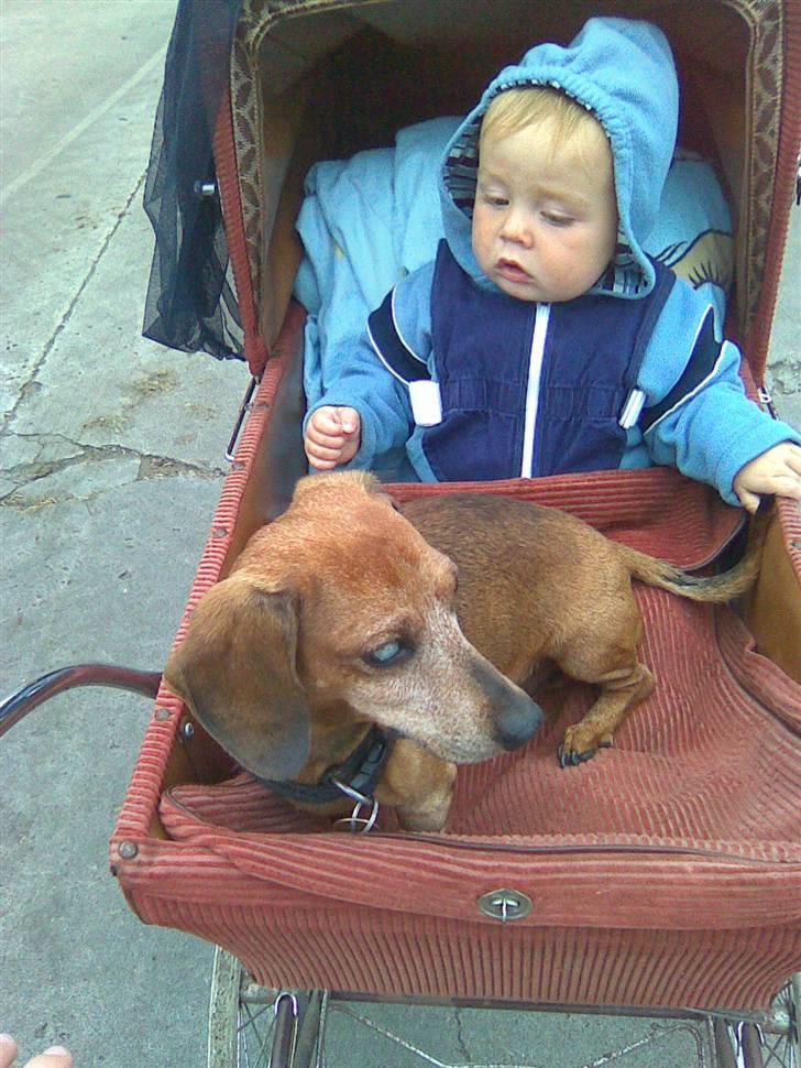 Gravhund Anton(R.I.P lille skat<3) billede 7