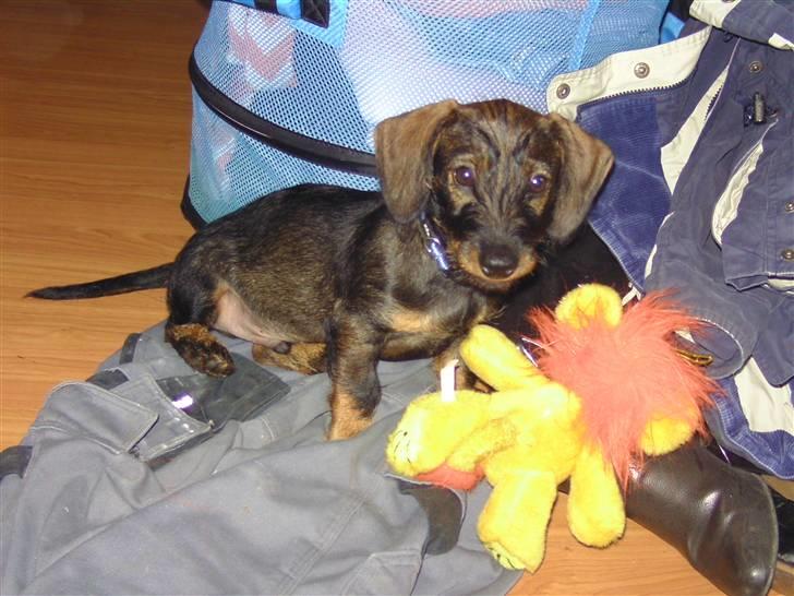 Gravhund Rufus - Nu er jeg så stor:) billede 1