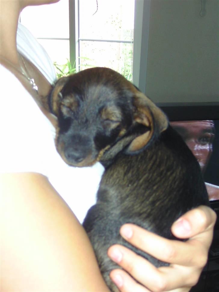 Gravhund Rufus - Er lige kommet hjem til min nye familie billede 2