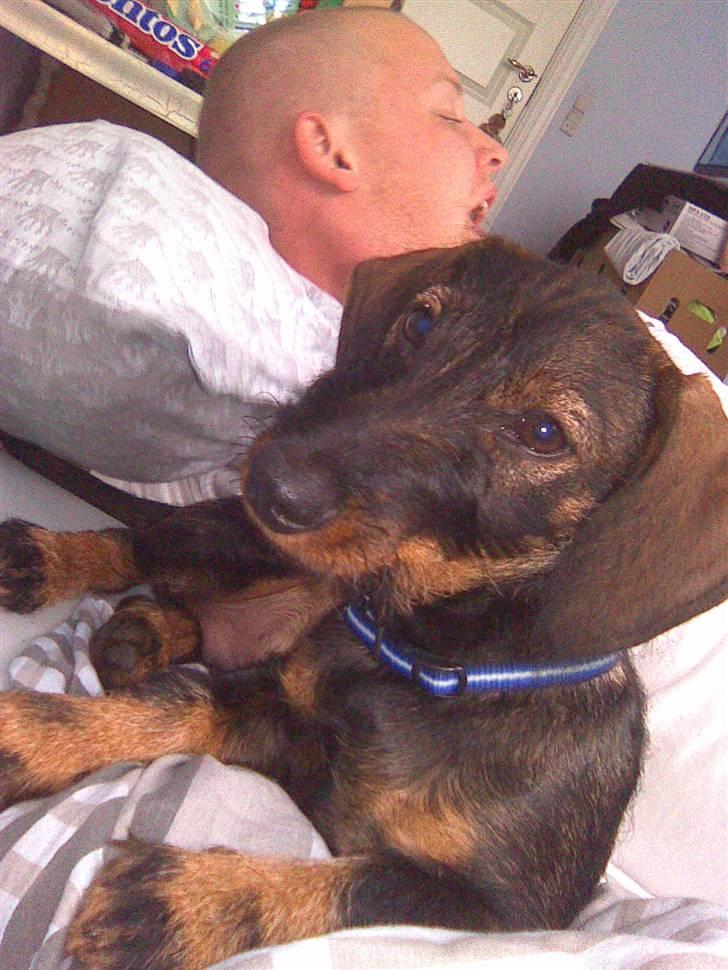 Gravhund Rufus - Ligger lige og hygger med Randi og Jesper:) dejligt.. billede 3