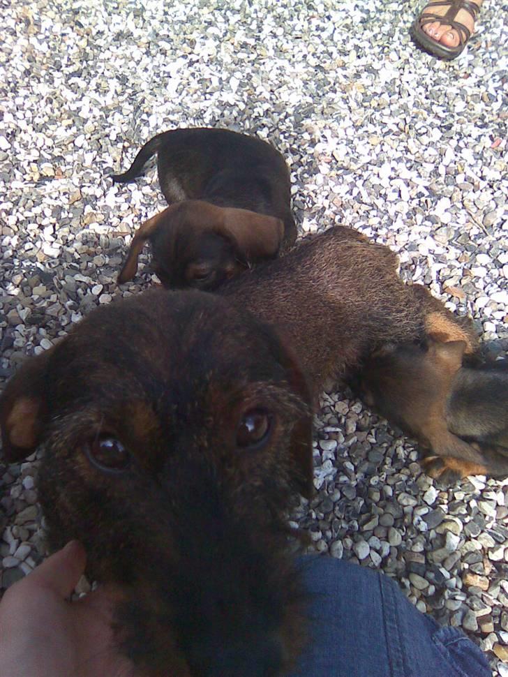 Gravhund Rufus - det er min mor  billede 4