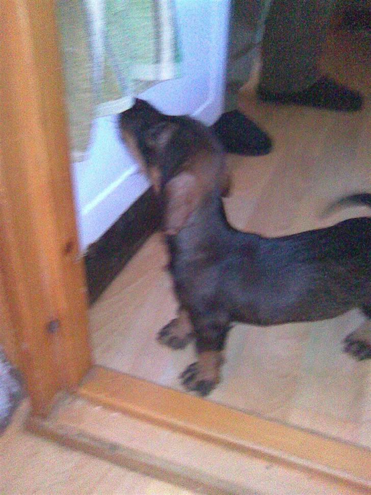 Gravhund Rufus - Hjemme ved min mor og brødre lidt endnu:) billede 5