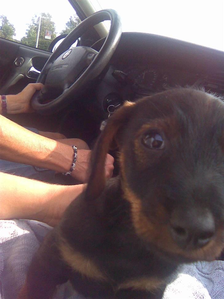 Gravhund Rufus - På vej hjem til mine nye familie.. billede 6