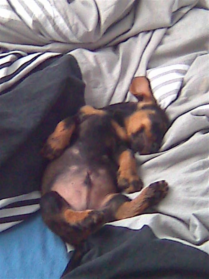 Gravhund Rufus - Arh man ligger nu super dejligt har i Randis seng..:) Især når man ikke må haha billede 7