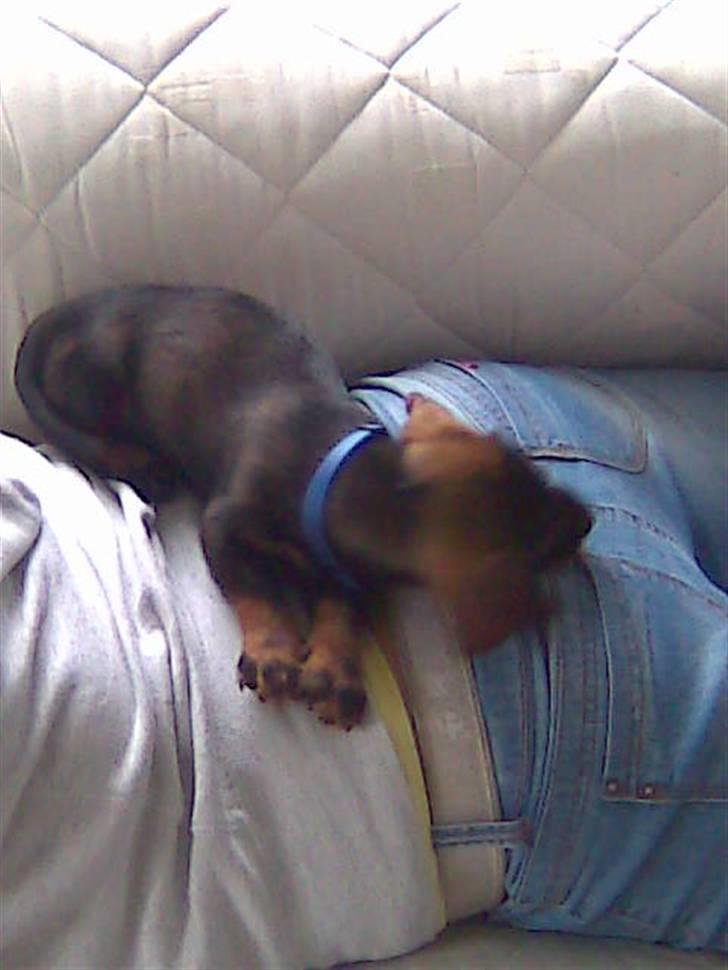 Gravhund Rufus - Må ikke lige i sengen, så ligger da bare på Randis mås, haha, lær det Randi..;) billede 8