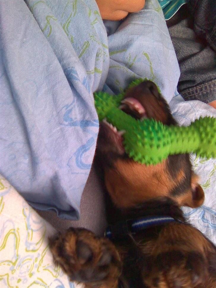 Gravhund Rufus - Uhh piv-legetøjet er nu bedst når ens tænder klør billede 9