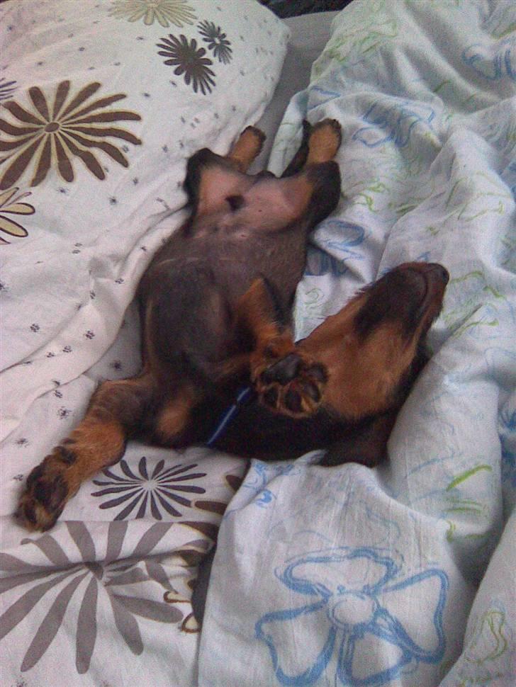 Gravhund Rufus billede 10