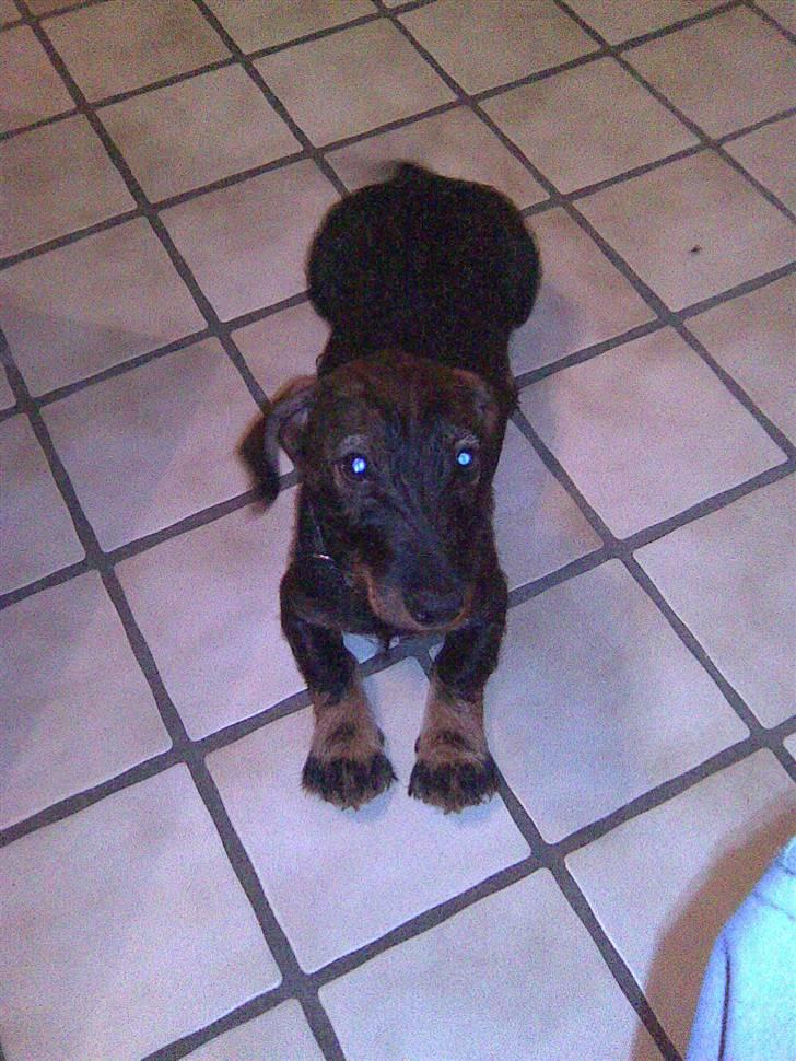 Gravhund Rufus - Jeg er nu igen med Randi på toilet, kan ikke godt gå fra hende:) billede 11