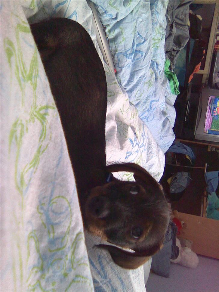 Gravhund Rufus - Nej mig, jeg ligger ikke i sengen da..:) billede 12