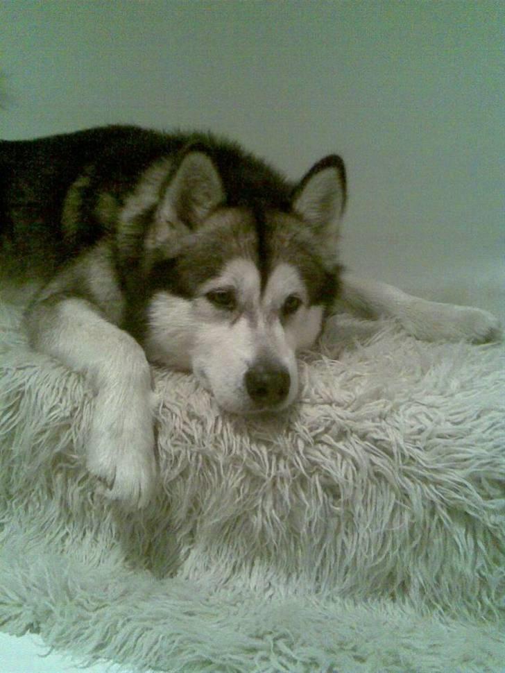 Alaskan malamute Eikie - (1) Velkommen til Eikie´s profil:) billede 1