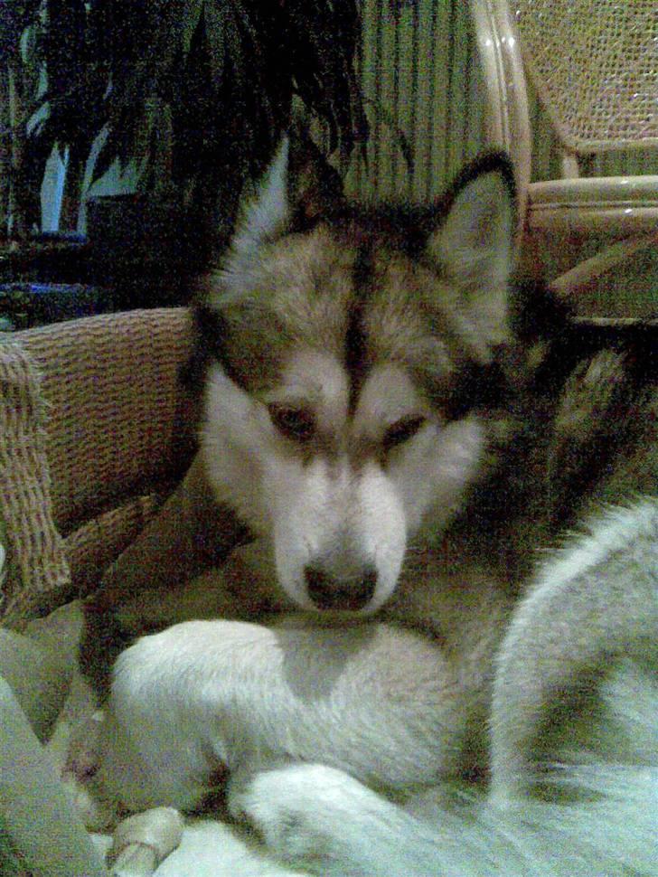 Alaskan malamute Eikie billede 2