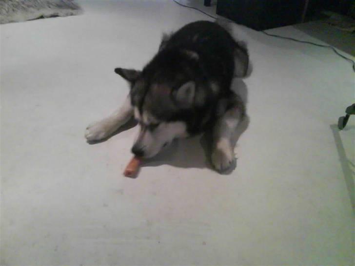 Alaskan malamute Eikie billede 3