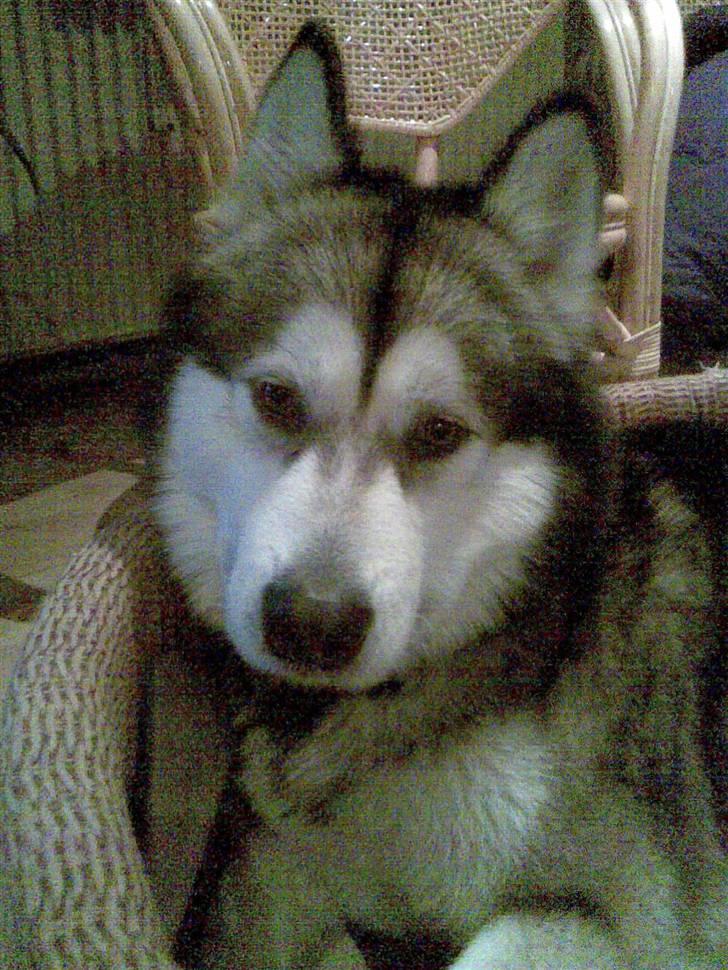 Alaskan malamute Eikie billede 4