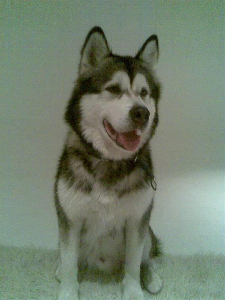 Alaskan malamute Eikie billede 5