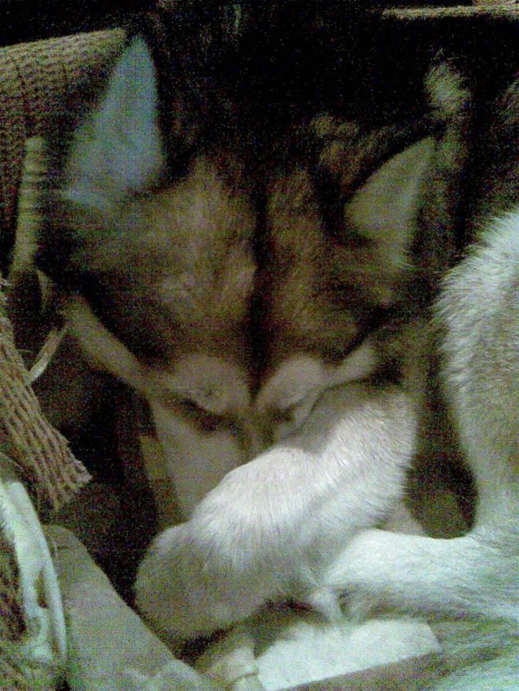 Alaskan malamute Eikie billede 6