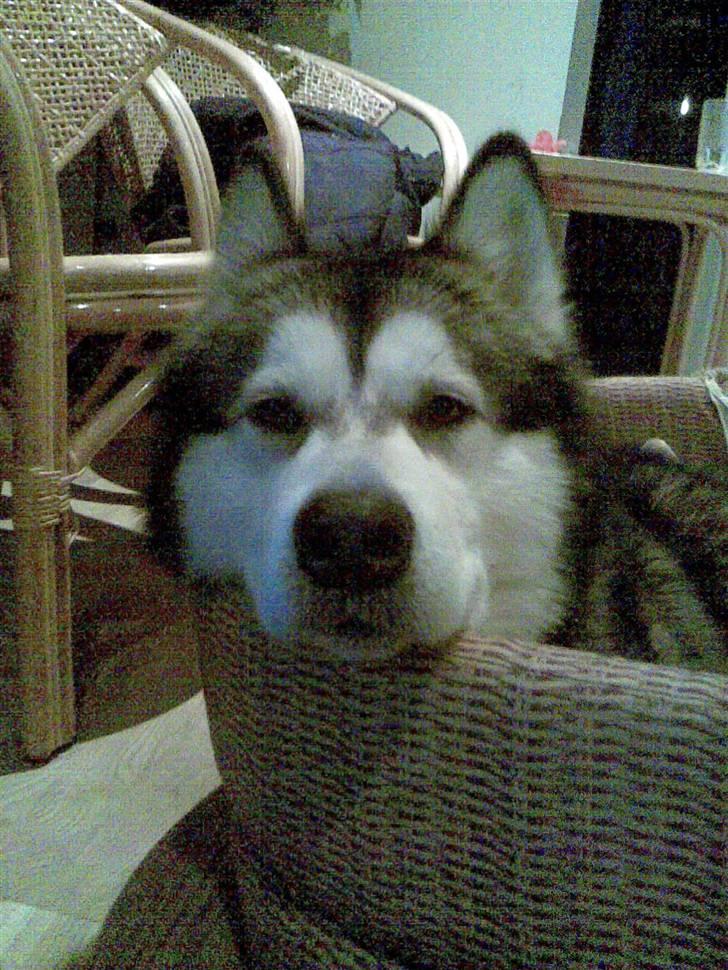 Alaskan malamute Eikie billede 7