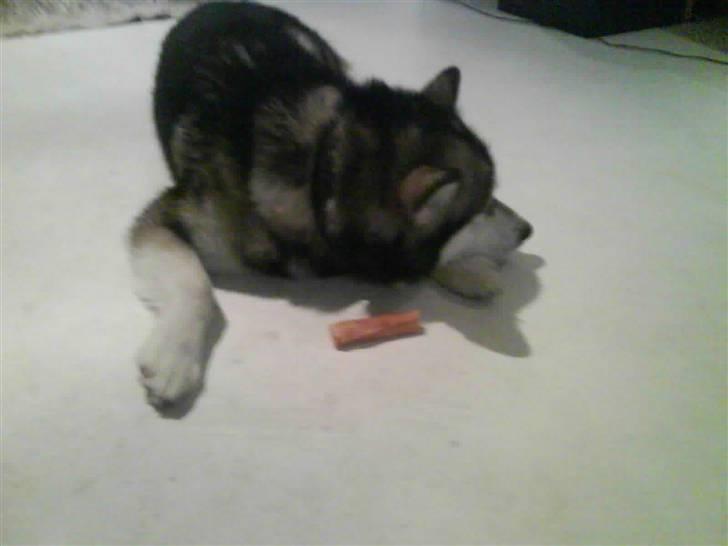 Alaskan malamute Eikie billede 8