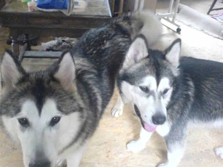 Alaskan malamute Eikie - Heii:D Det her er mig og min søster Nicki:P billede 9