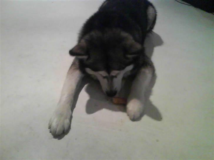 Alaskan malamute Eikie - Mmmm...Det smsger godt:P billede 10