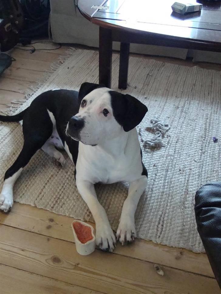 Amerikansk staffordshire terrier Baily " The one and only " - Baily <3 billede 1