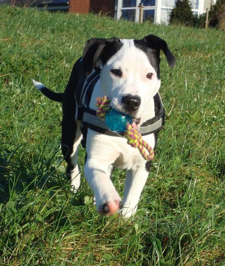 Amerikansk staffordshire terrier Baily " The one and only " - Baily leger på marken :) billede 2