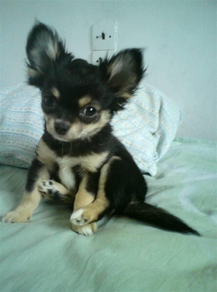 Chihuahua Rico billede 1