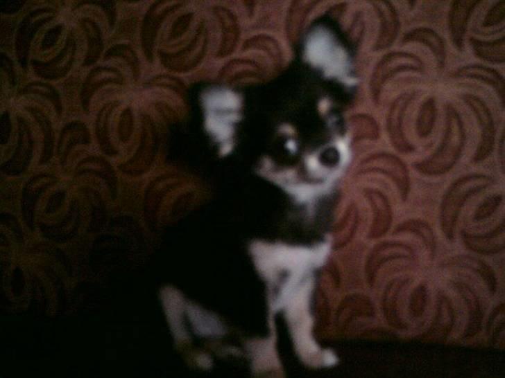 Chihuahua Rico billede 2