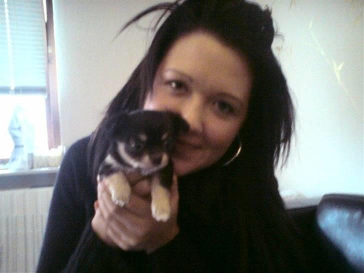 Chihuahua Rico billede 3