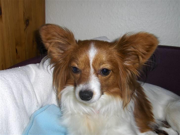 Papillon Liva (himmelhund) billede 5
