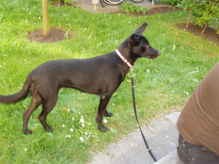 Blanding af racer Nala billede 16