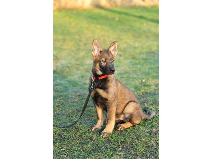 Schæferhund Scharif's Amy R.I.P - jeg er da dejlig billede 1