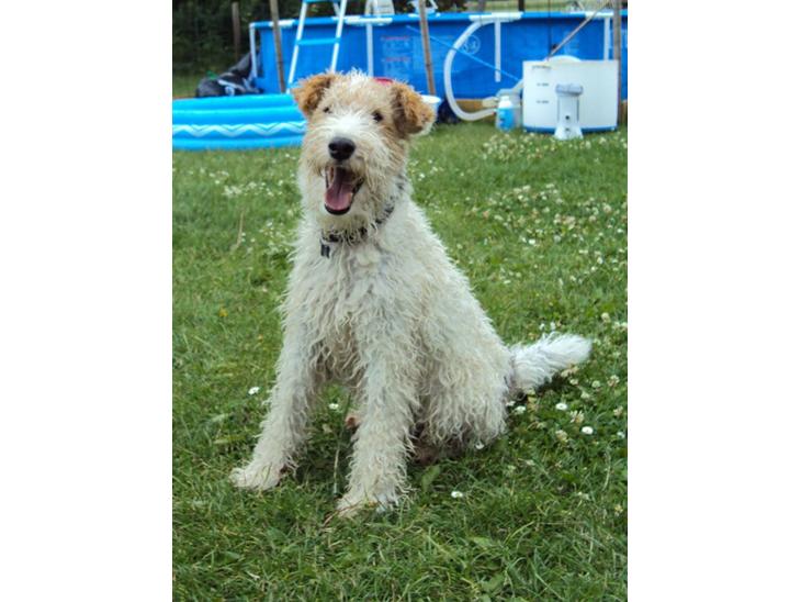 Ruhåret foxterrier Terry 2001 en rigtig sød hund, som elske&hellip;