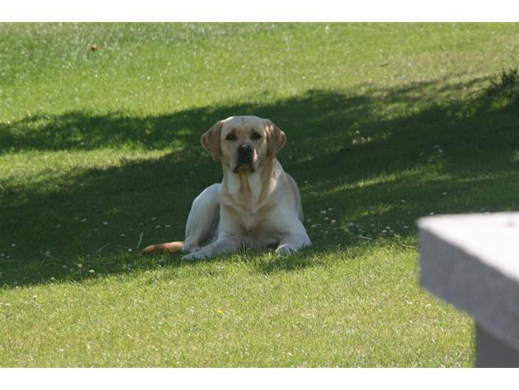 Labrador retriever Balder  - Velkommen til Balders profil<3 billede 1