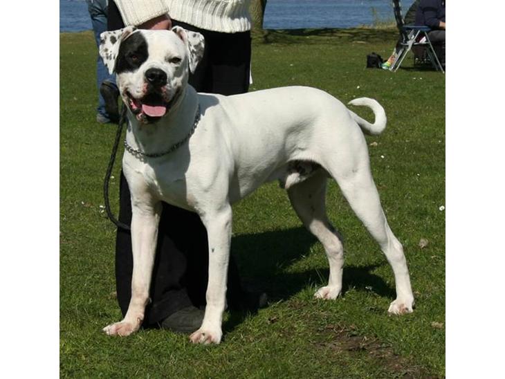 Blanding af racer Macit´s Trendsetter - 10 mdr. og 40 kg.! billede 1