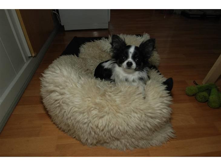 {{currentPhoto.altText}} billede {{currentPhoto.number}}