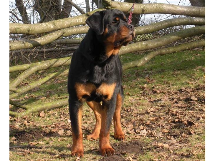 Rottweiler Kean of Nicolas Lion billede 1