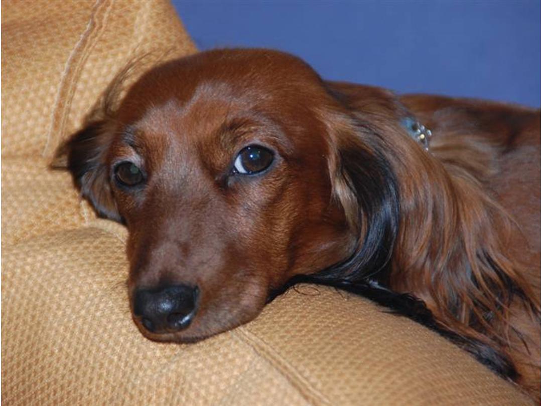 Dværggravhund Cookie 2007 - Smuk lille rødbrun