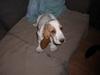 Basset hound Mille (himmelhund) [ Himmelhund]