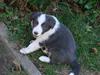 Border collie Bølle