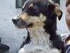 Blanding af racer Lenja [Tidl. hund]