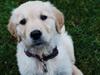 Golden retriever Molli