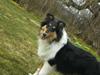 Collie langhåret Kiara