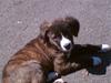 Blanding af racer Bella