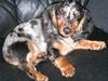 Gravhund Robin (omplaceret) [Tidl. hund]