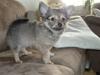 Blanding af racer Gizmo