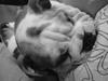 Engelsk bulldog Anton