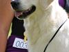 Golden retriever Athene
