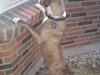 Amerikansk staffordshire terrier Malou R.I.P