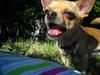 Chihuahua Hugo