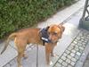 Blanding af racer Balou